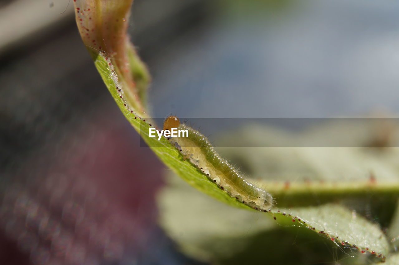 CLOSE-UP OF GRASSHOPPER ON PLANT