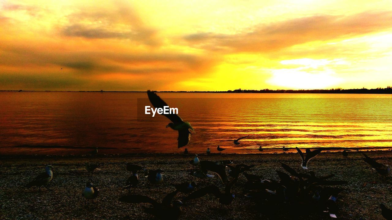 SILHOUETTE BIRDS ON SEA AGAINST SKY DURING SUNSET