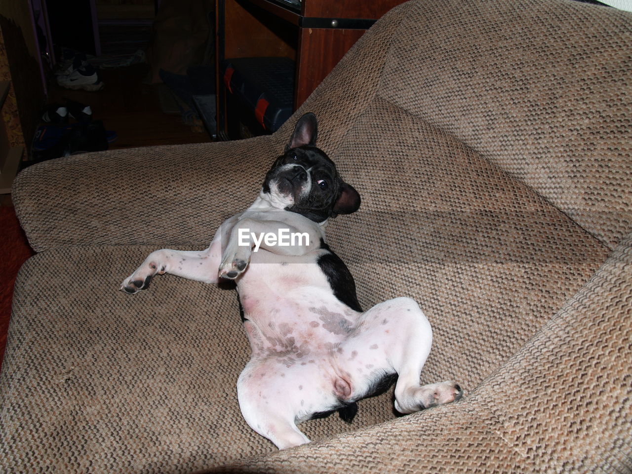 Portrait of dog relaxing