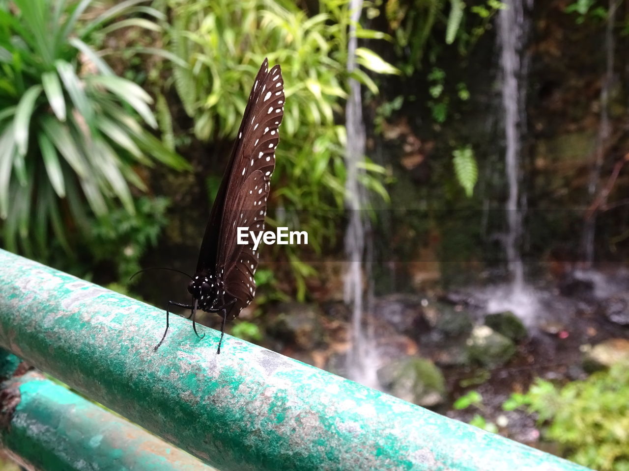 CLOSE-UP OF BUTTERFLY ON A TREE