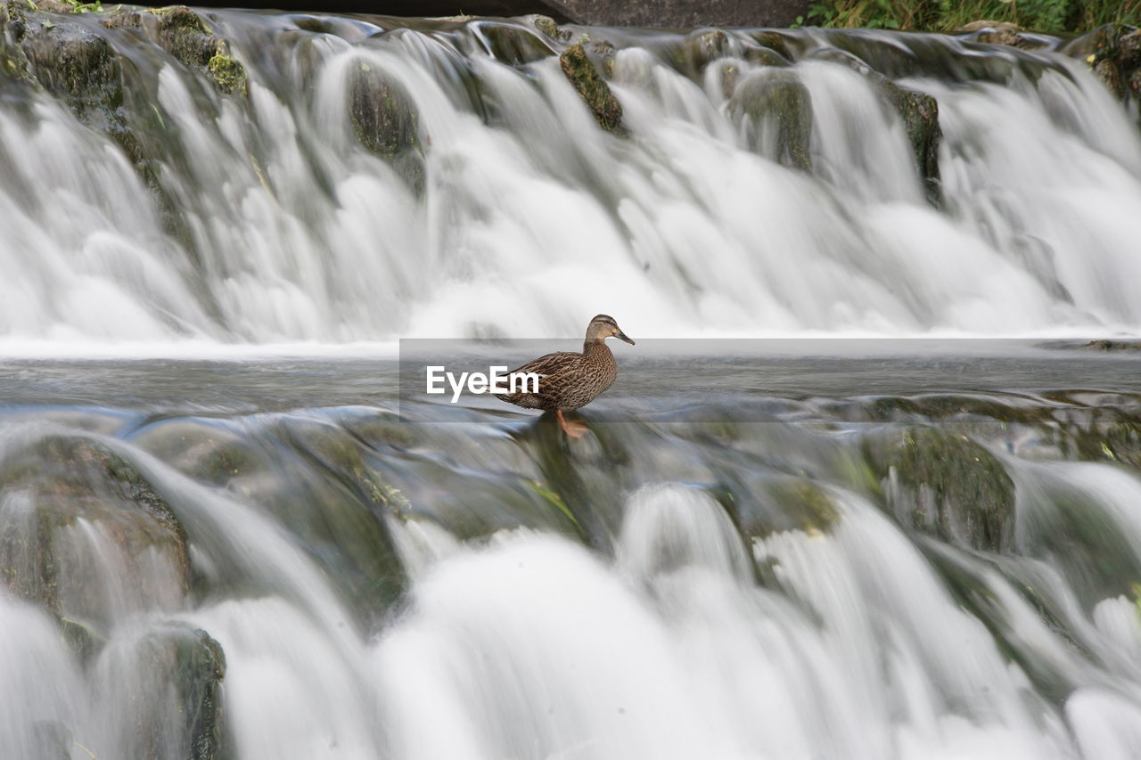 VIEW OF BIRD IN WATER