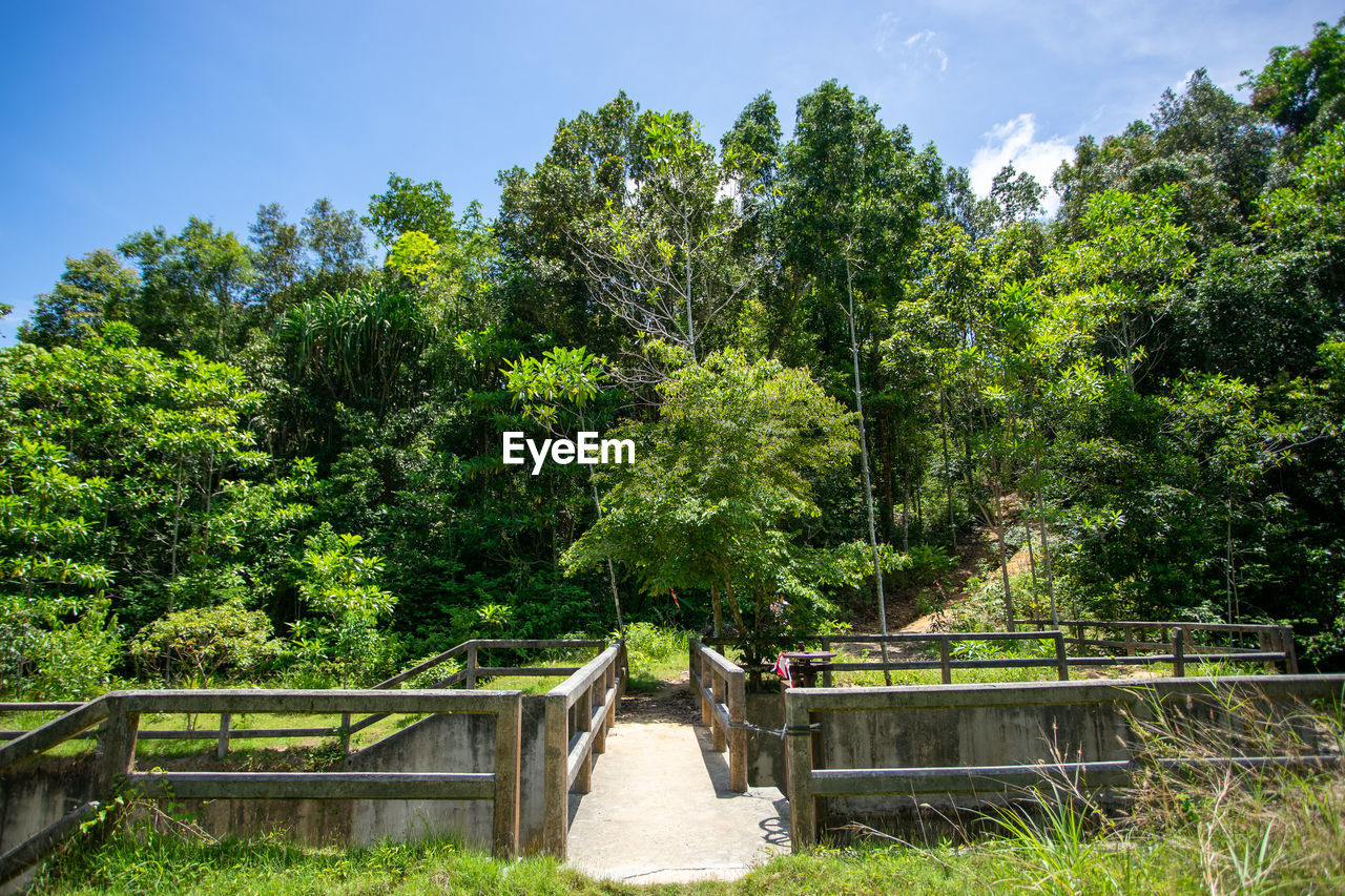 Trees and plants growing on footbridge in forest against sky