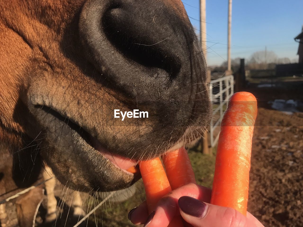 Cropped image of woman feeding carrots to horse at farm