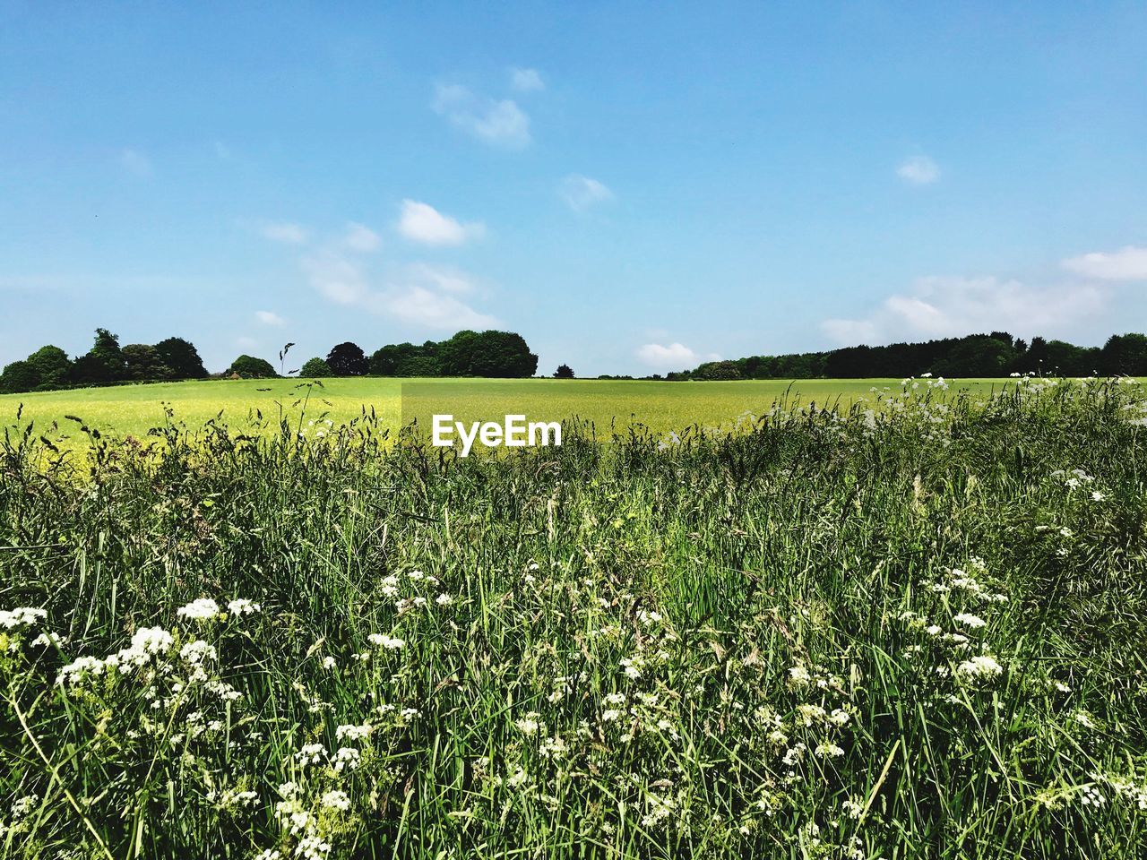 FIELD AGAINST SKY