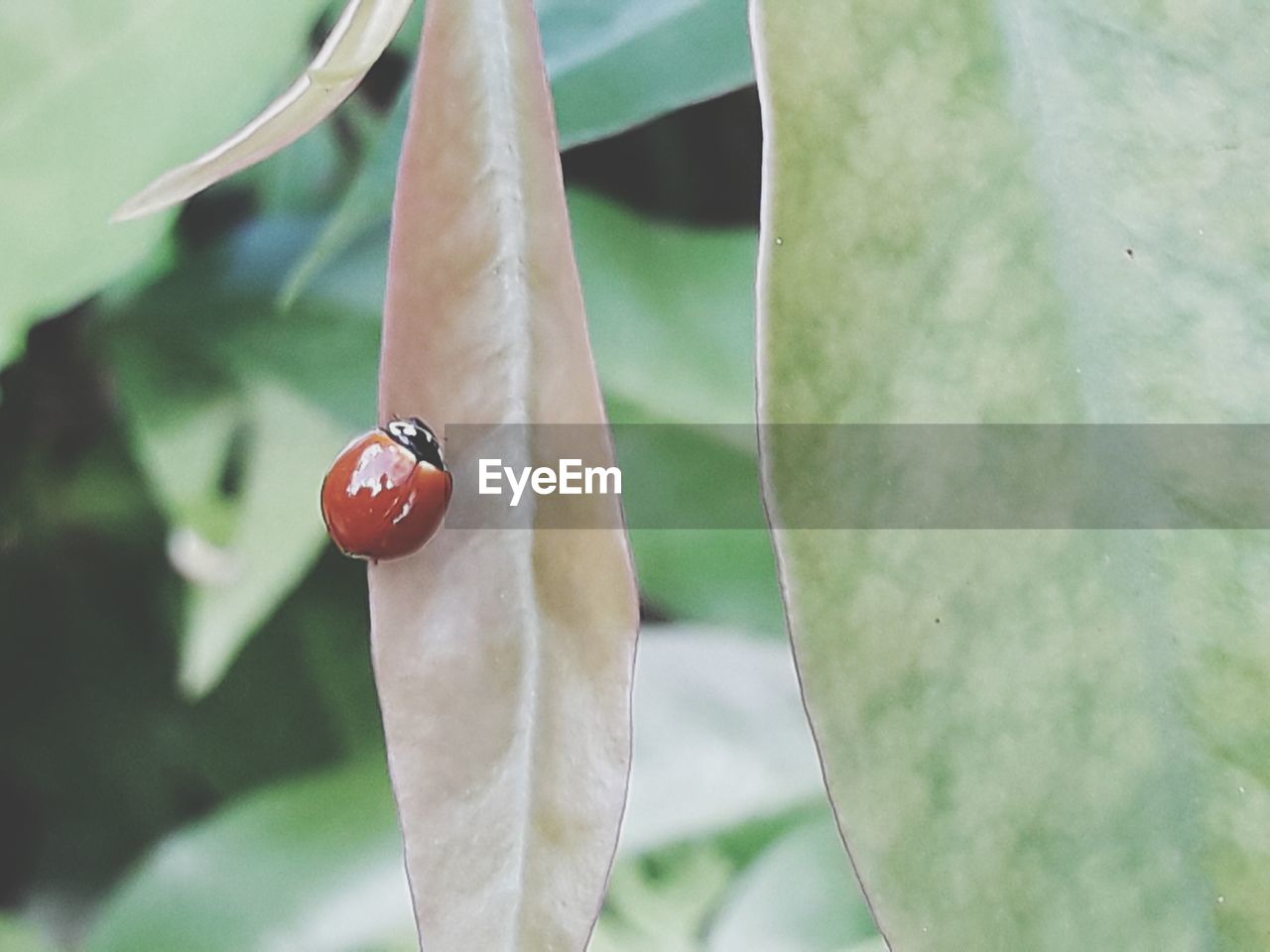 CLOSE-UP OF LADYBUG ON PLANTS