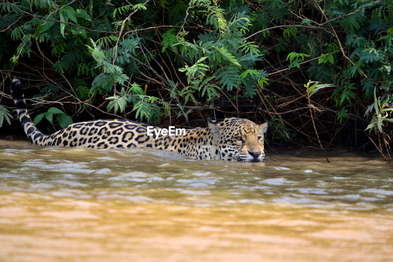 Jaguar female on rio cuiaba riverbank, porto jofre, pantanal, brazil.