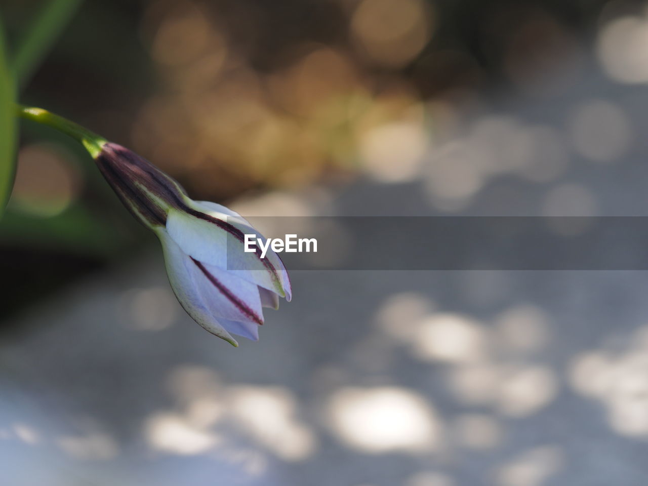 CLOSE-UP OF PURPLE FLOWER BUD