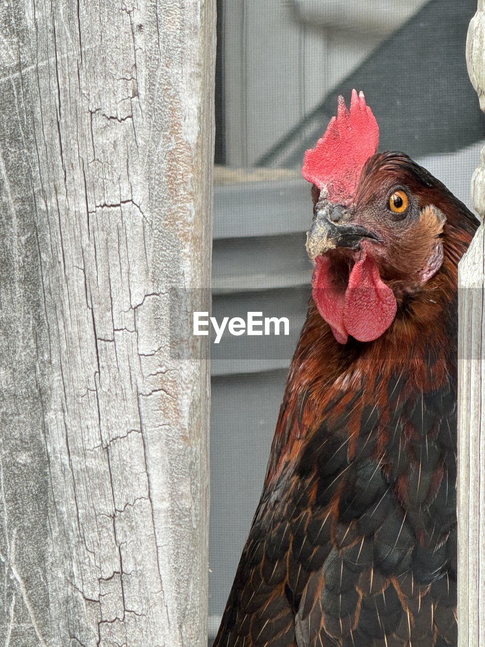 animal, animal themes, domestic animals, livestock, chicken, bird, pet, mammal, rooster, one animal, no people, comb, red, agriculture, day, animal body part, outdoors, close-up, wing, cockerel, nature