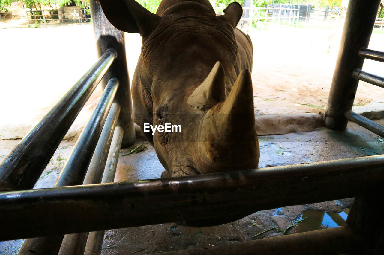 CLOSE-UP OF HORSE IN RAILING