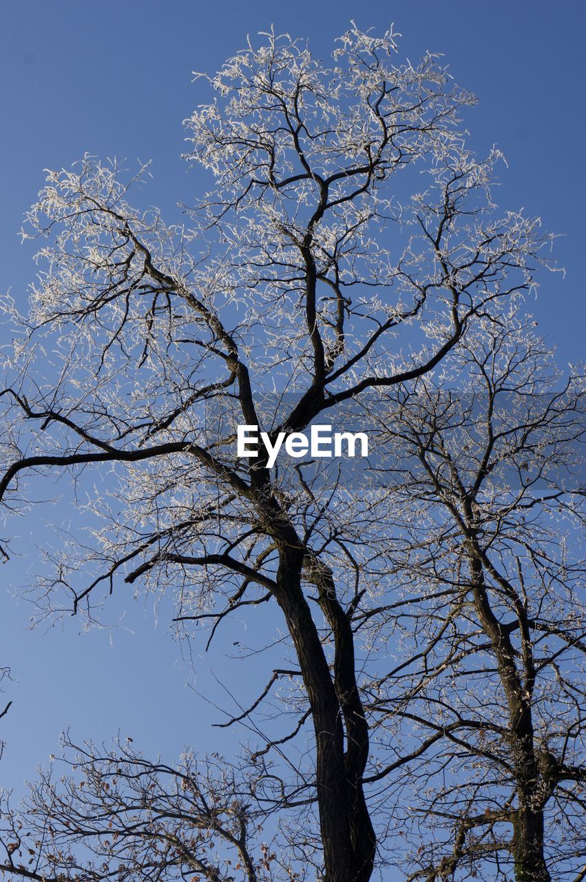 LOW ANGLE VIEW OF BARE TREES AGAINST SKY