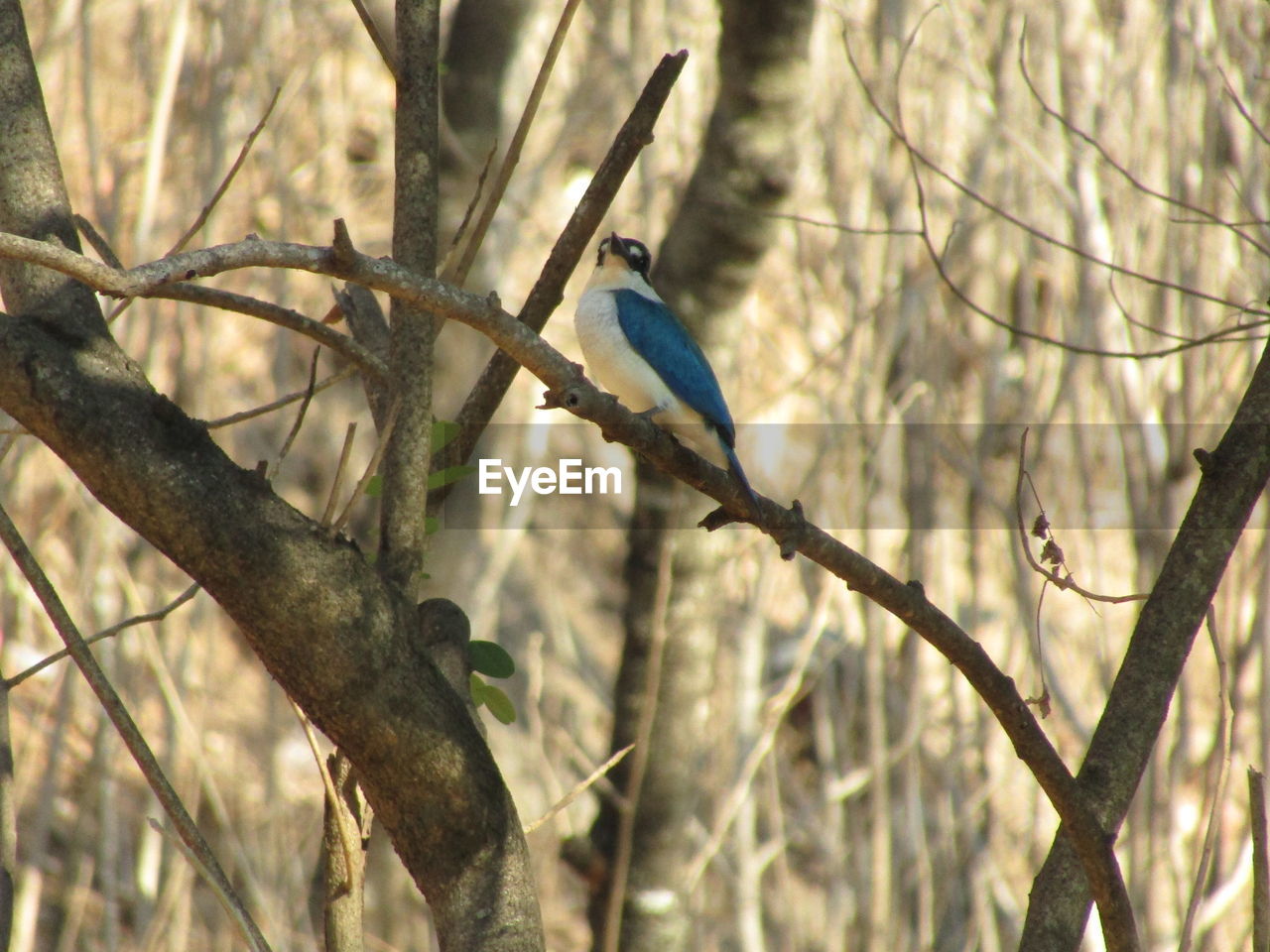 BIRD PERCHING ON A TREE