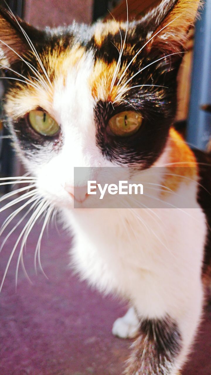 CLOSE-UP PORTRAIT OF CAT ON FLOOR