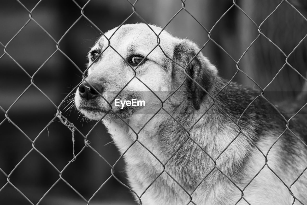 CLOSE-UP OF DOG BEHIND CHAINLINK FENCE