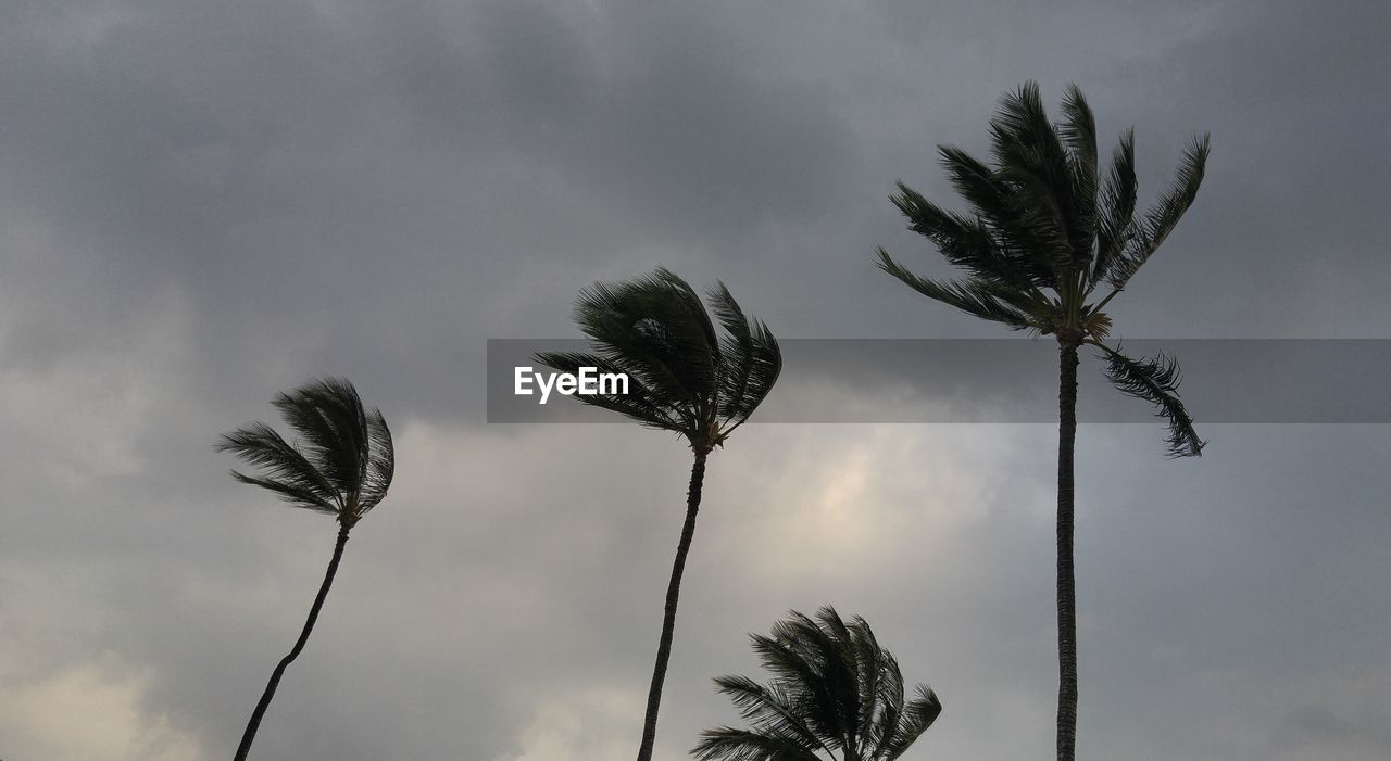 LOW ANGLE VIEW OF TREE AGAINST SKY