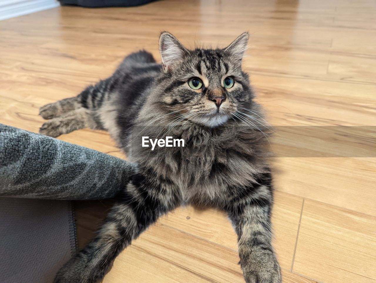 portrait of cat sitting on hardwood floor at home