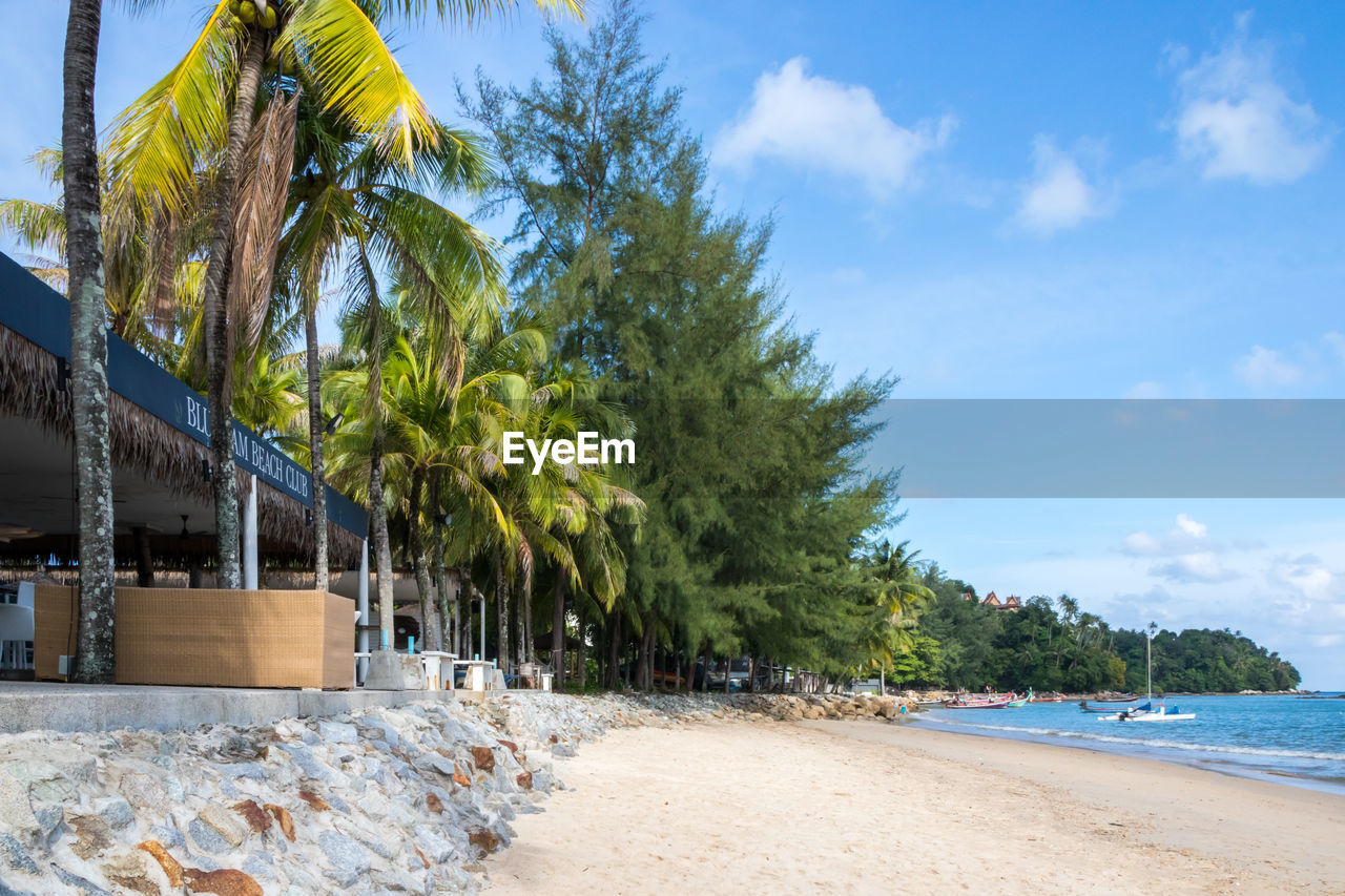 SCENIC VIEW OF PALM TREES ON BEACH