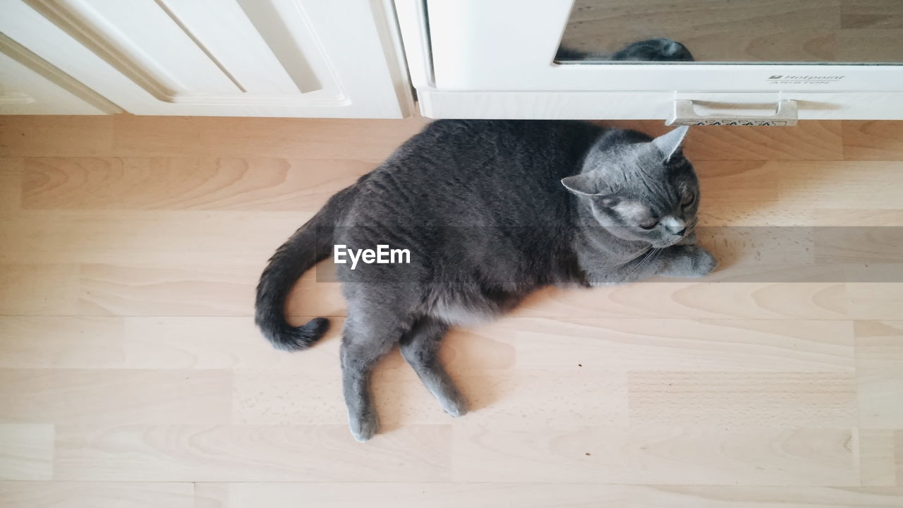 PORTRAIT OF CAT LYING ON FLOOR