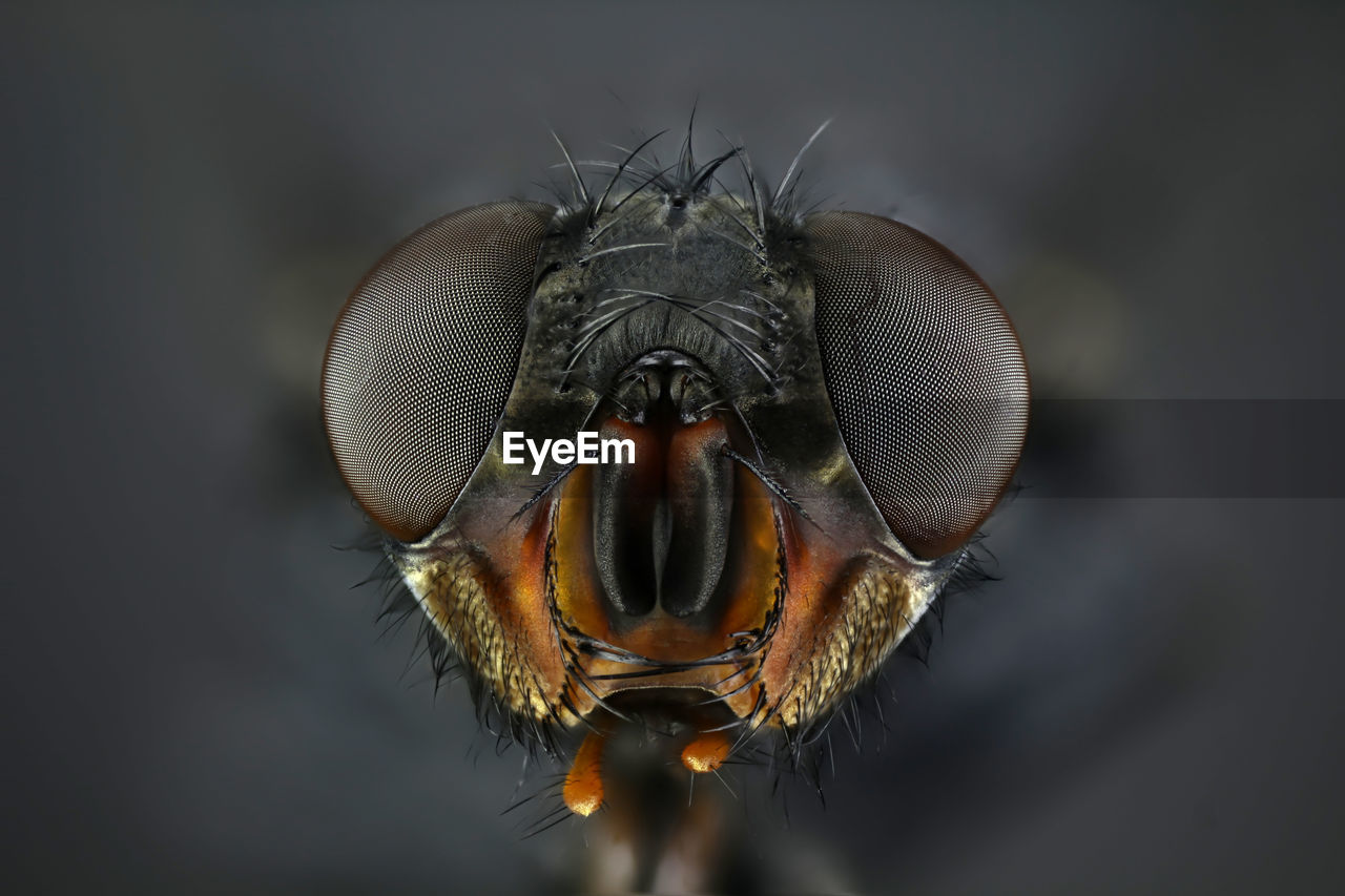 EXTREME CLOSE-UP OF FLY