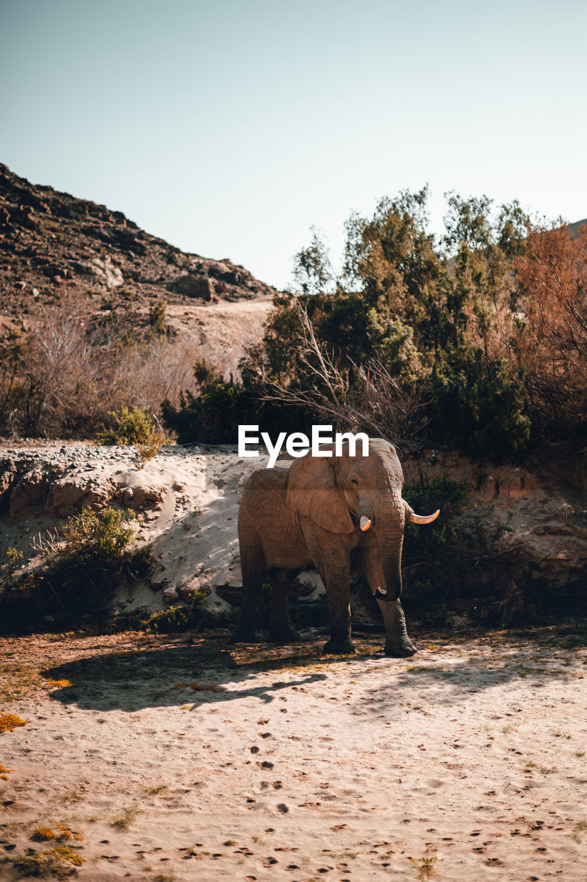 A desert elephant in a dry riverbed