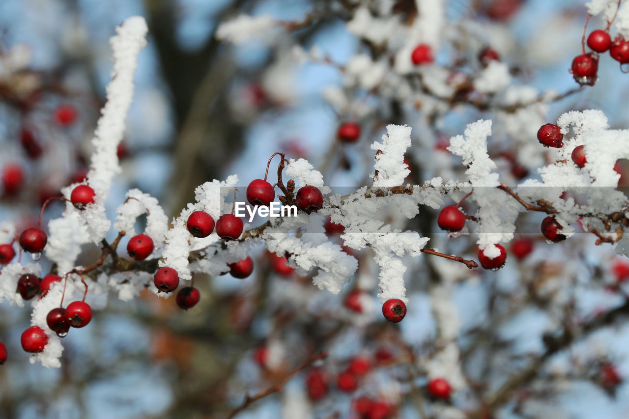 Red hawthorn fruit on its branches covered with snow. blue sky background and wallpaper.