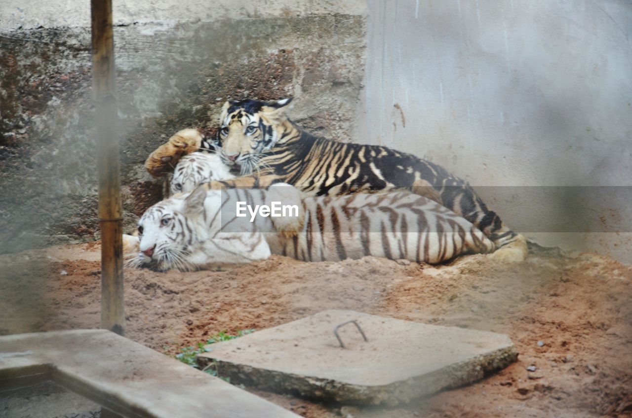 VIEW OF CAT IN ZOO