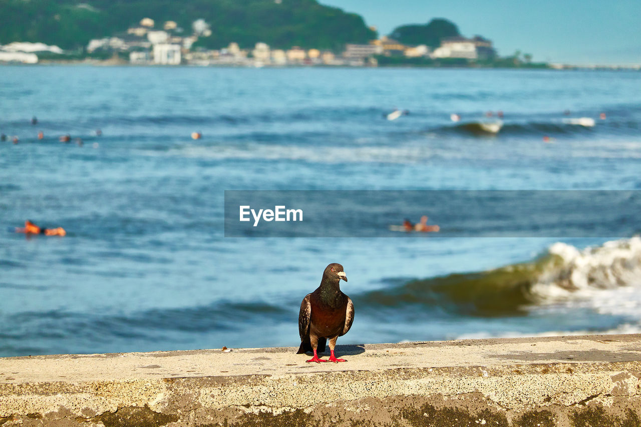 REAR VIEW OF BIRDS ON BEACH