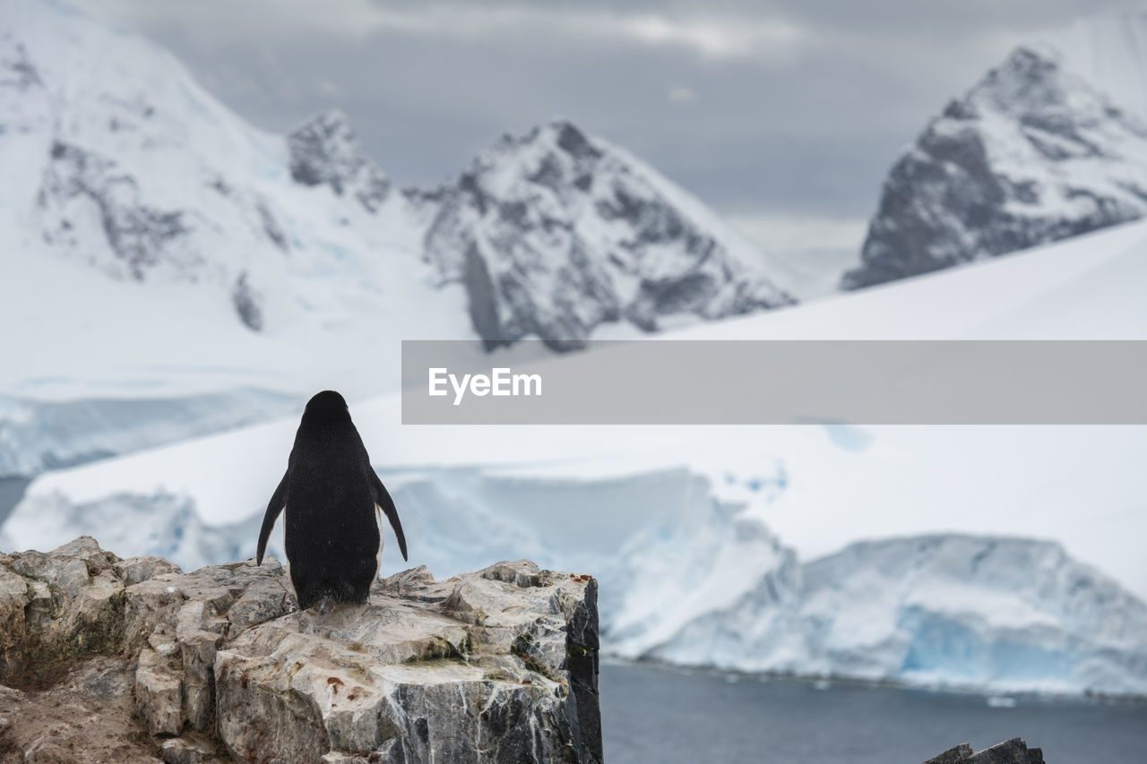 Rear view of penguin on rock against snowcapped mountains
