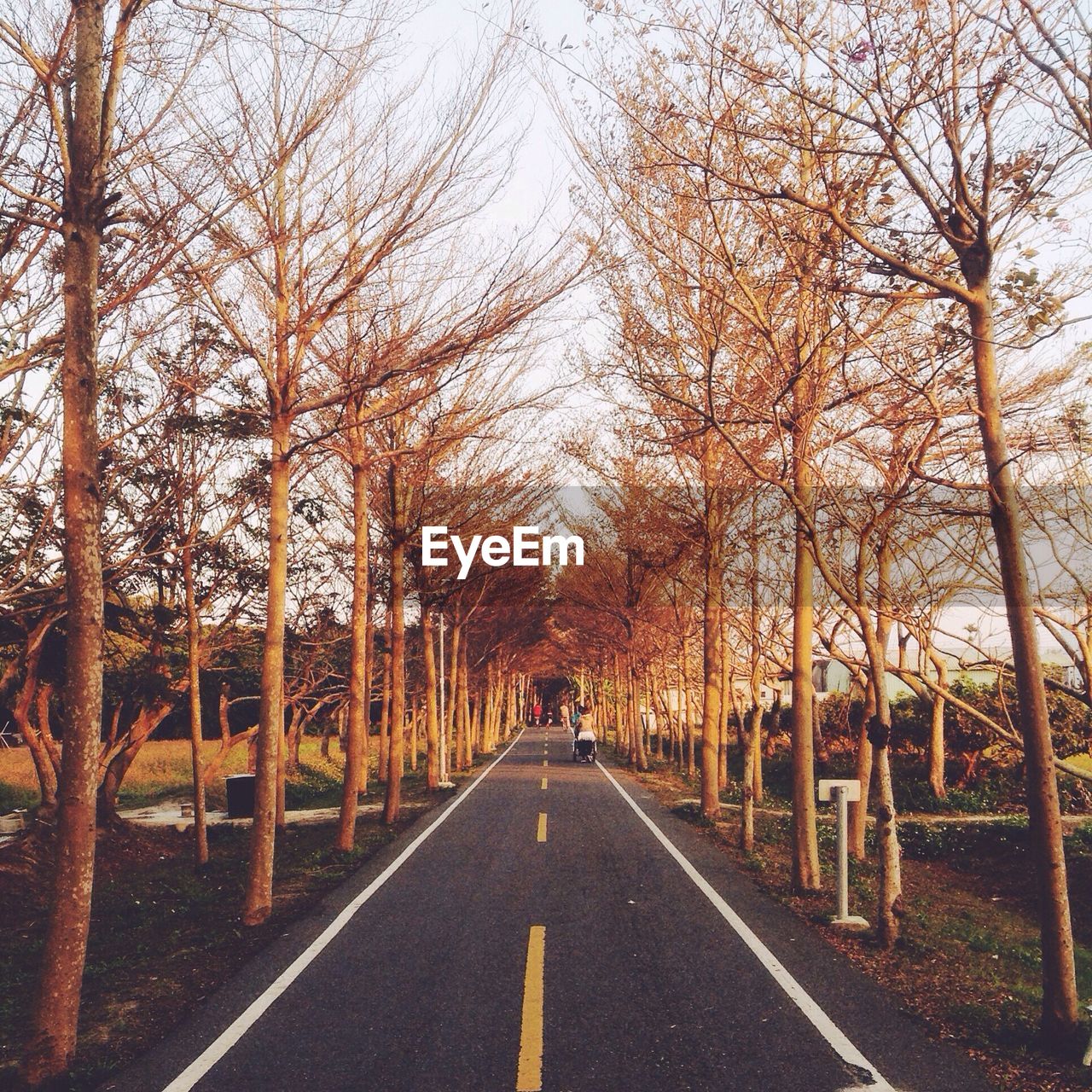 Road amidst bare trees on field against sky