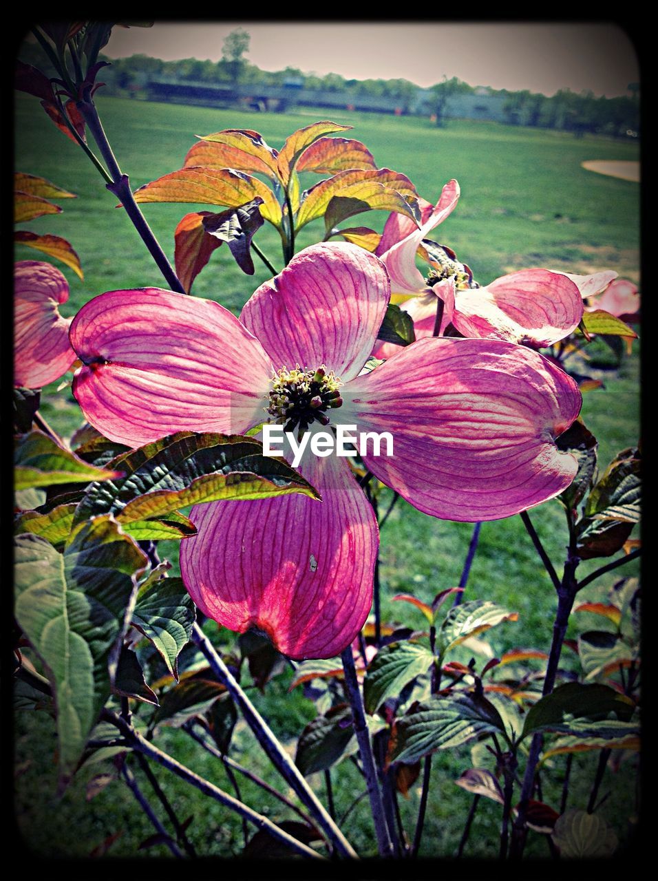 CLOSE-UP OF PINK FLOWERS BLOOMING