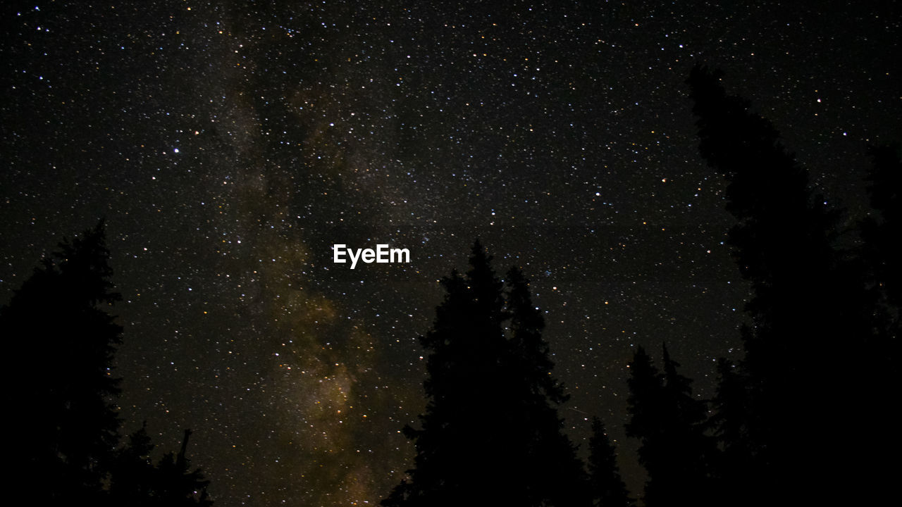 LOW ANGLE VIEW OF SILHOUETTE TREES AGAINST STAR FIELD