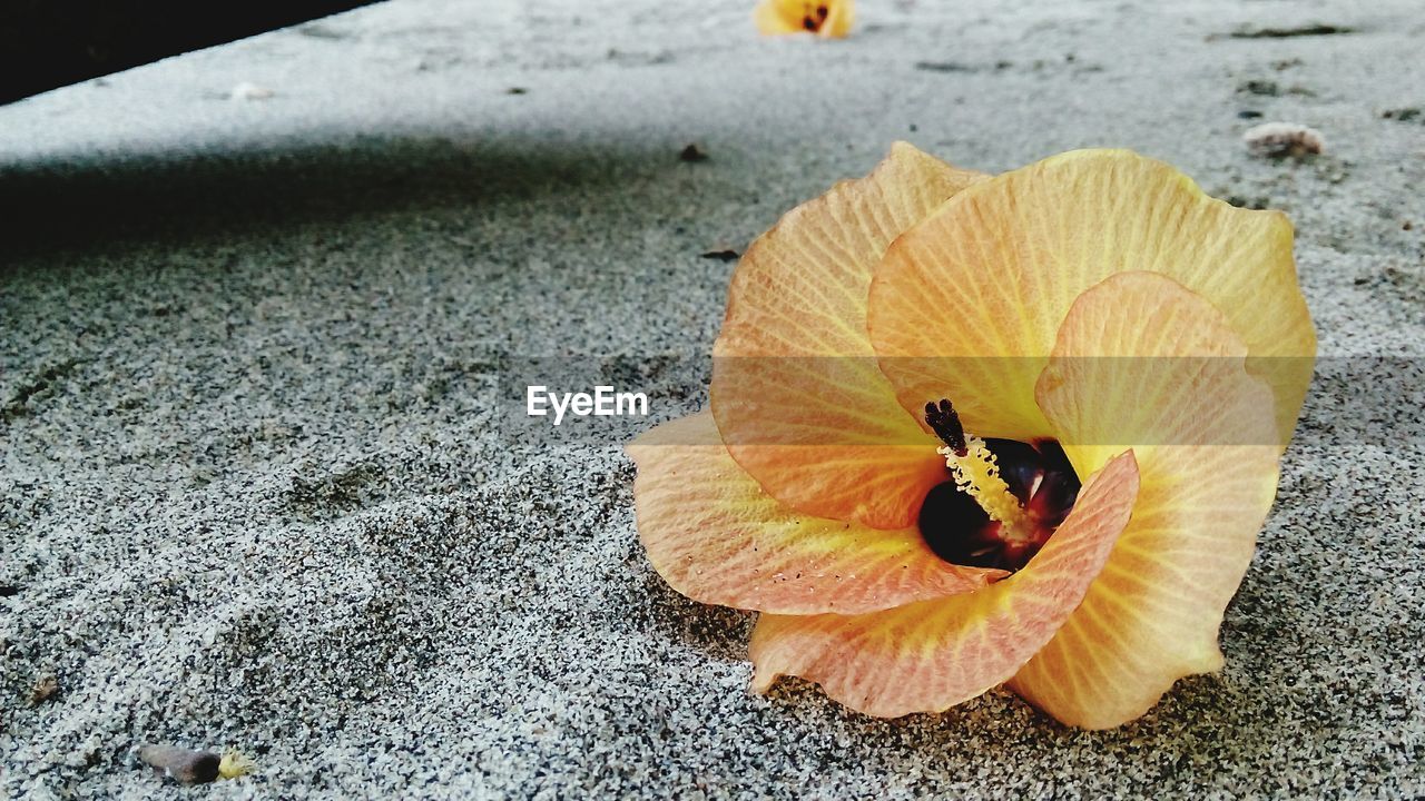 Flower head on sand