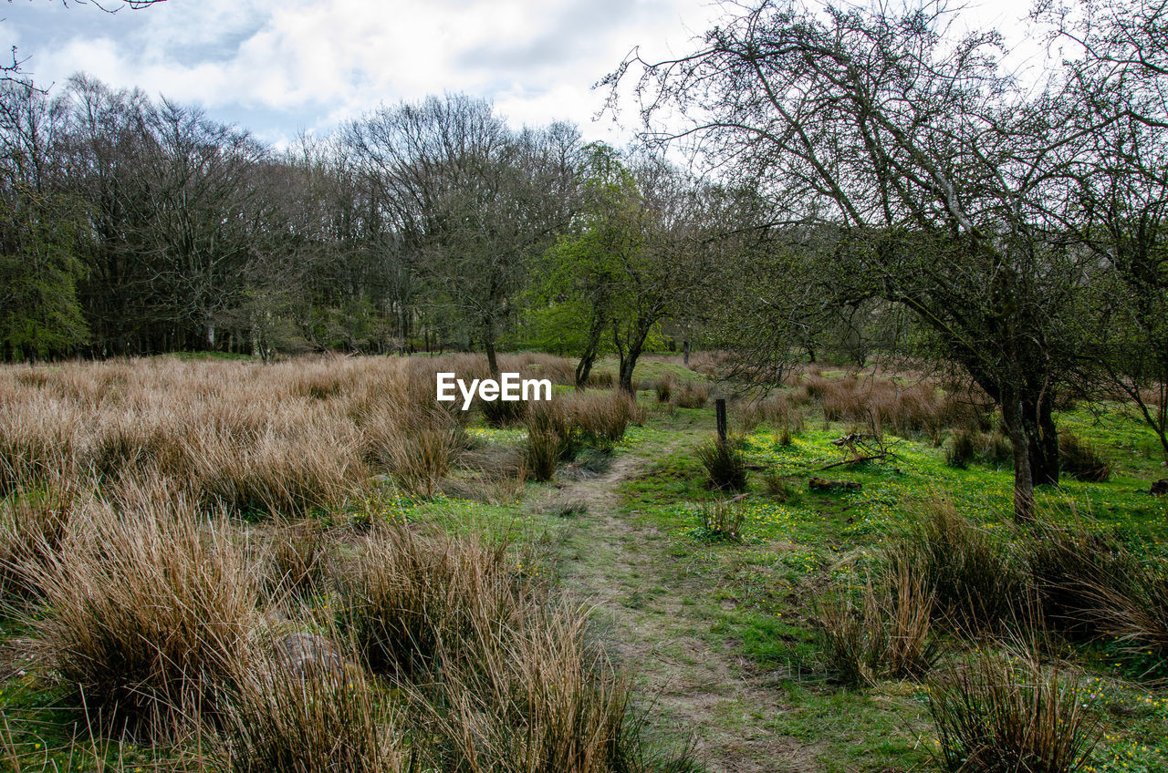 SCENIC VIEW OF TREES GROWING ON FIELD