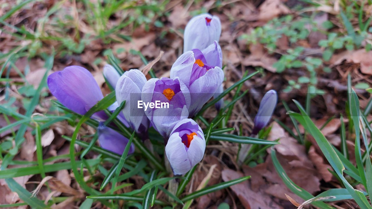 plant, flower, flowering plant, crocus, beauty in nature, freshness, growth, petal, nature, wildflower, fragility, land, iris, purple, close-up, field, flower head, inflorescence, no people, day, focus on foreground, grass, outdoors, white, springtime, high angle view, leaf