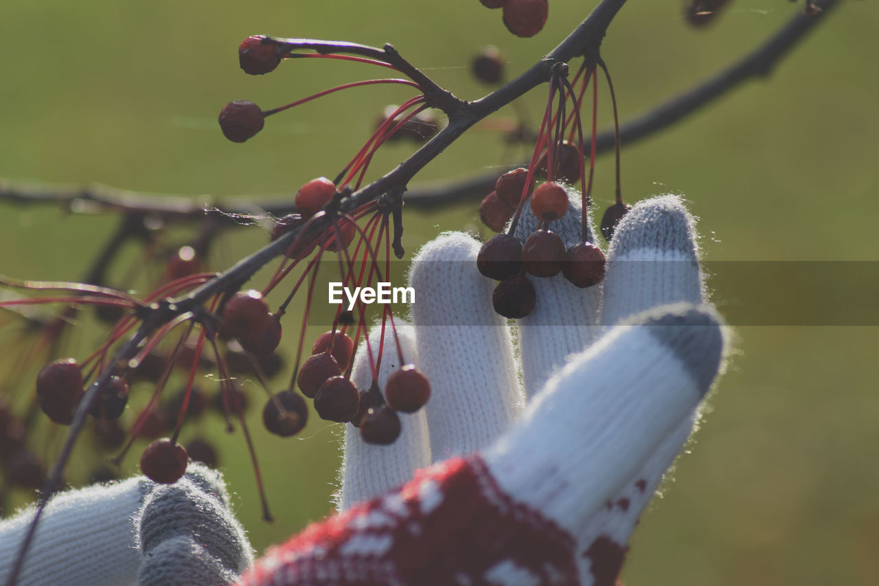 CLOSE-UP OF BERRIES HANGING ON PLANT