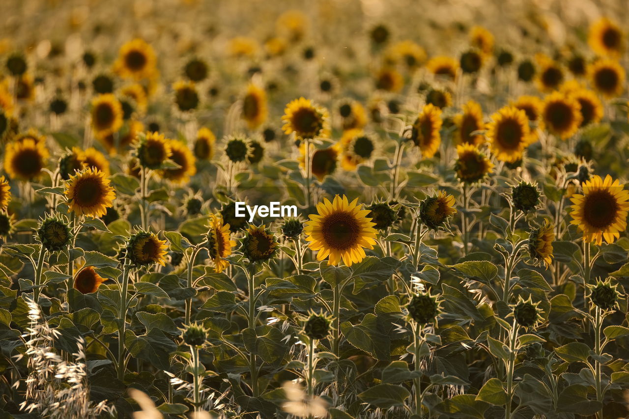 Close-up of sunflower field