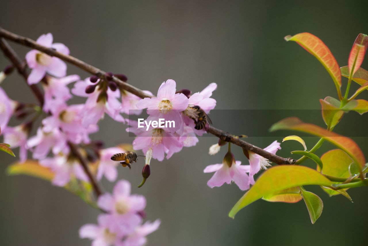 Bee on cherry blossom flowers