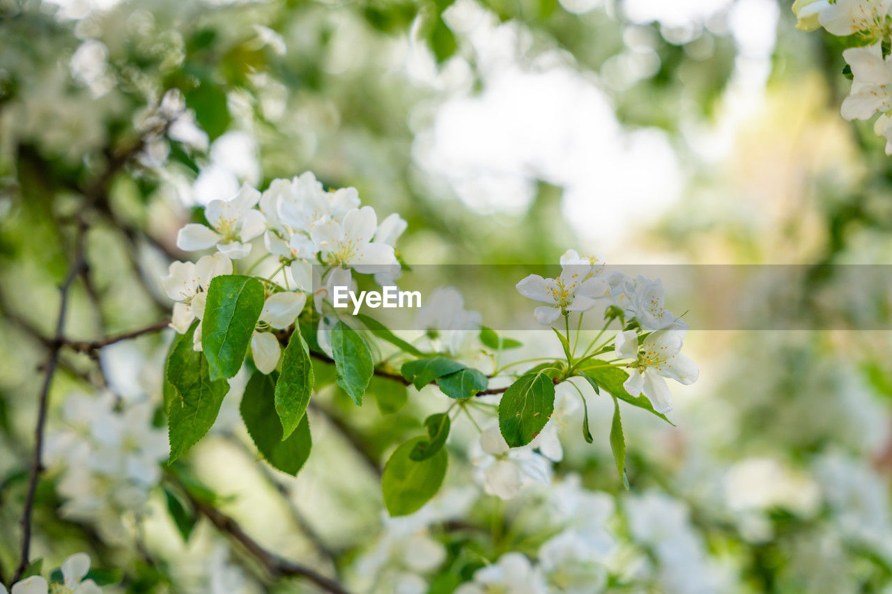 plant, flower, flowering plant, branch, blossom, green, beauty in nature, freshness, nature, tree, growth, plant part, leaf, springtime, produce, fragility, white, close-up, no people, food and drink, outdoors, food, selective focus, flower head, botany, environment, inflorescence, day, summer, focus on foreground, petal, social issues, spring, macro photography, sunlight, environmental conservation, shrub, defocused, fruit tree, fruit, backgrounds, twig