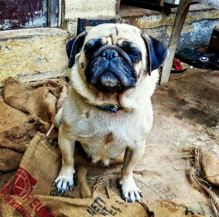 DOG RESTING ON THE GROUND