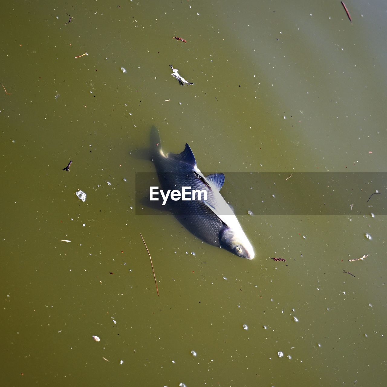 HIGH ANGLE VIEW OF FISH UNDERWATER