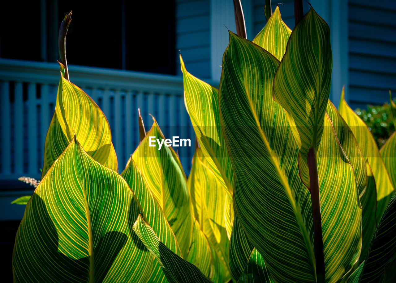 CLOSE-UP OF PLANT LEAVES