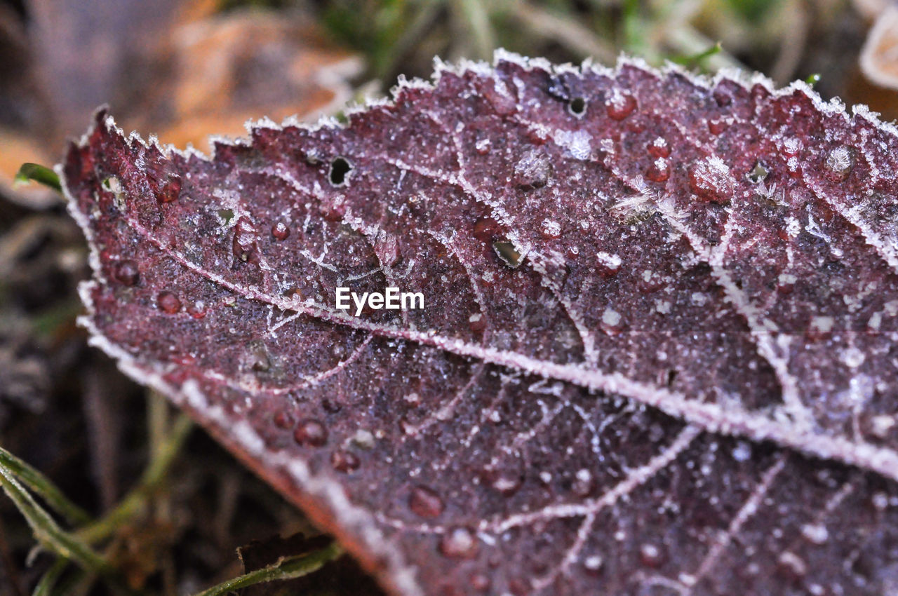 CLOSE-UP OF LEAF ON WATER