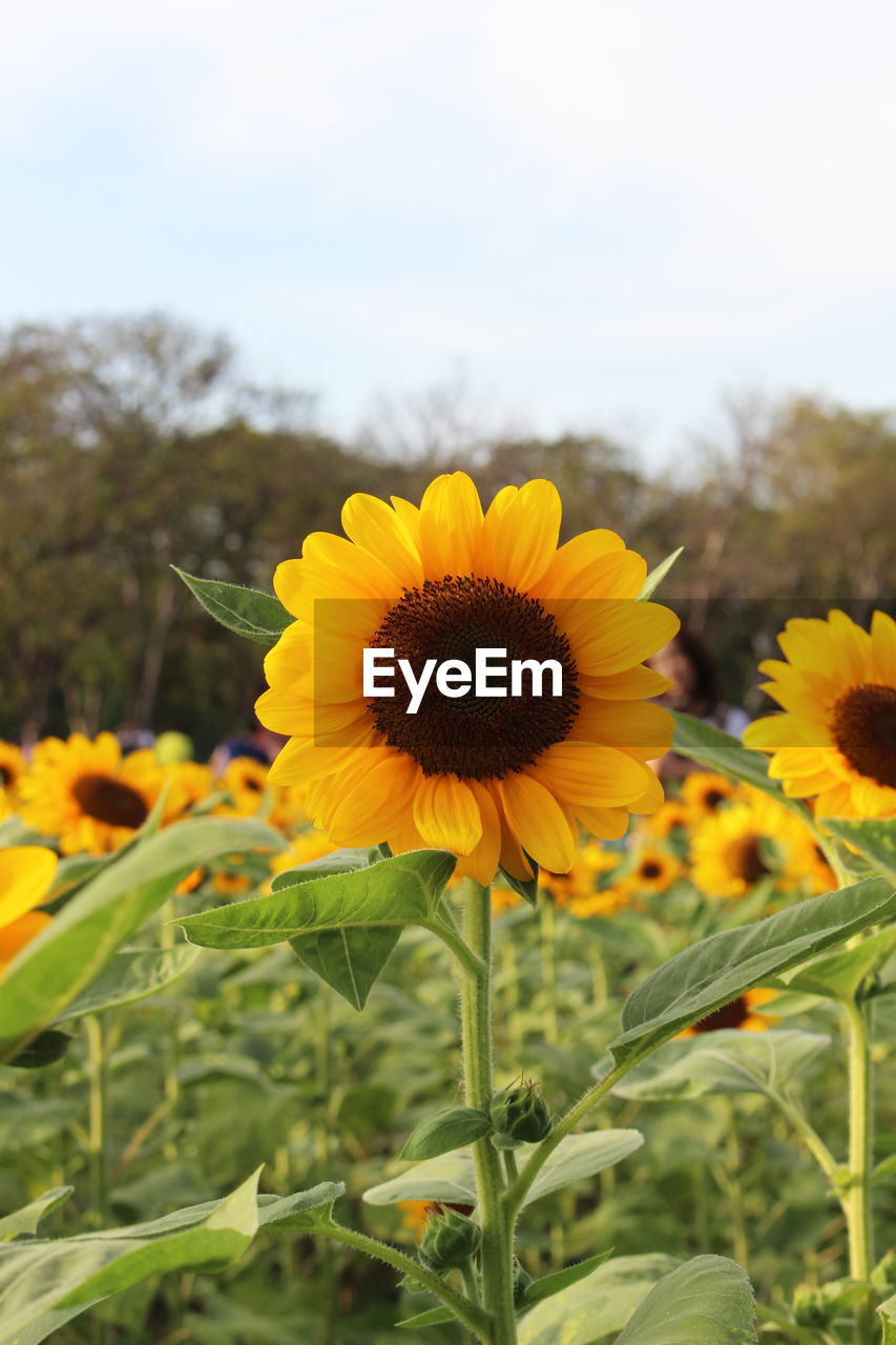 CLOSE-UP OF YELLOW FLOWERING PLANTS ON FIELD