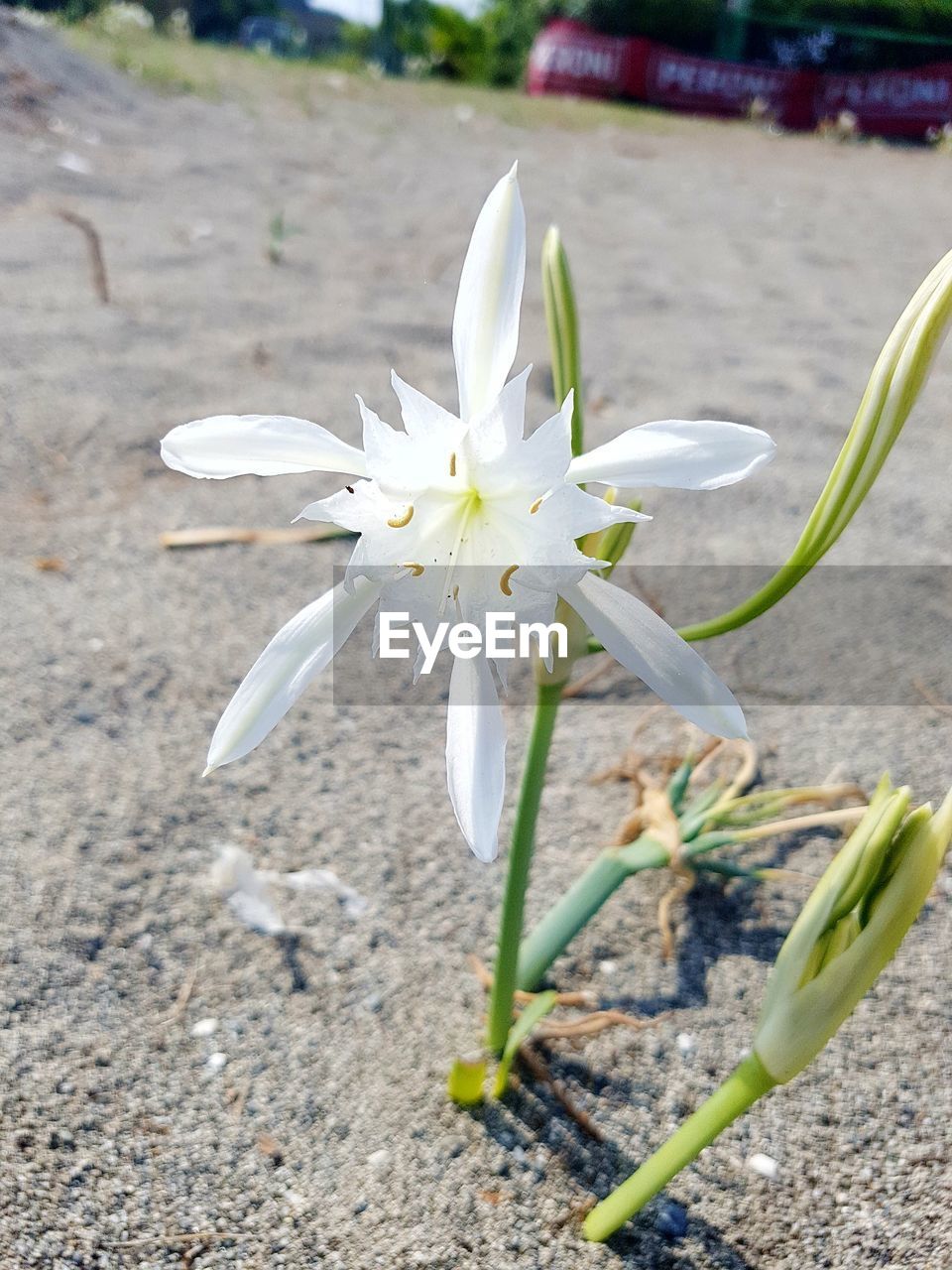 CLOSE-UP OF WHITE FLOWER