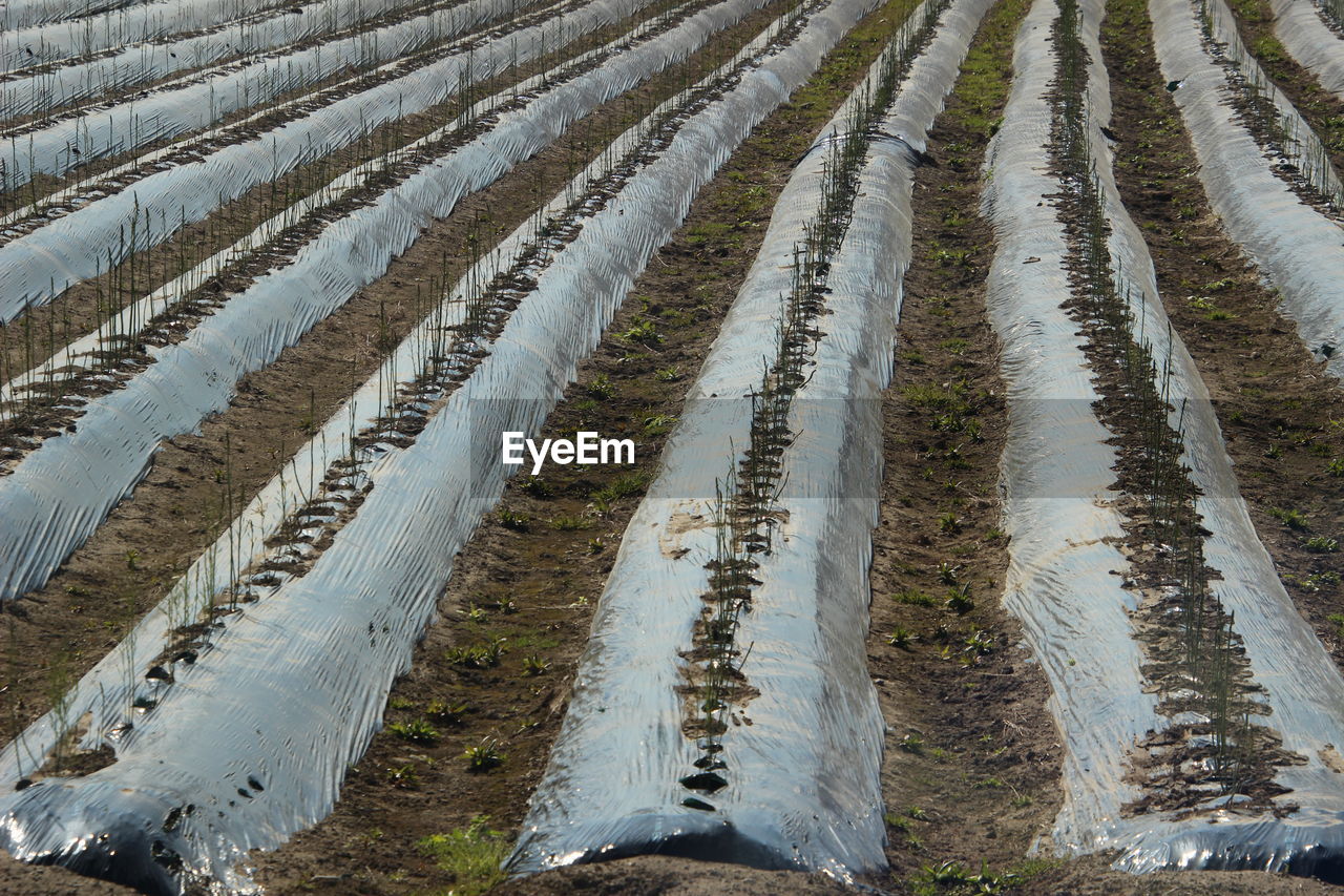 High angle view of agricultural field