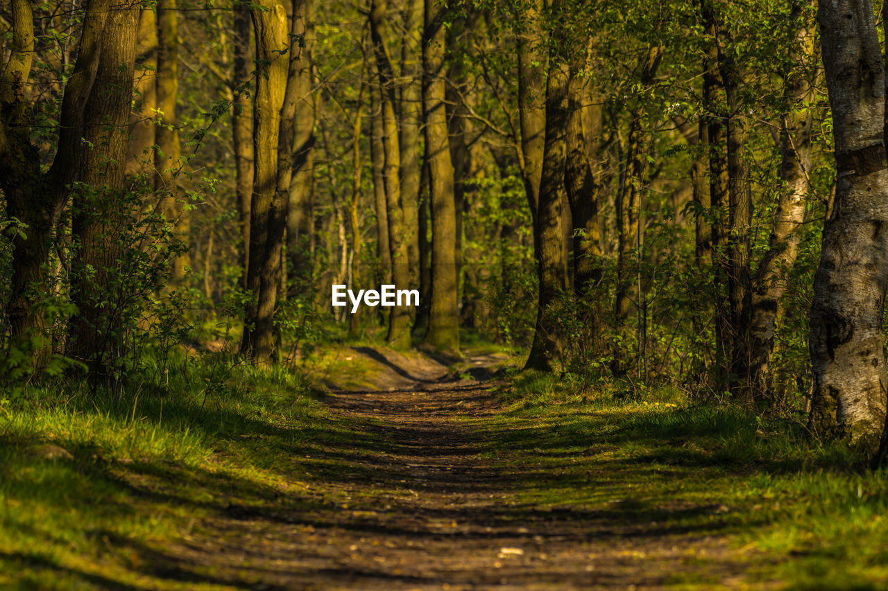 Trees growing in forest