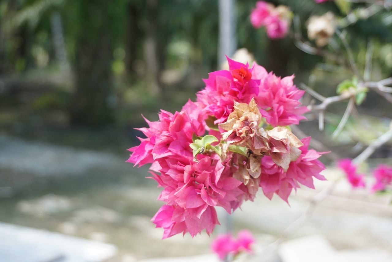 Close-up of pink flowers