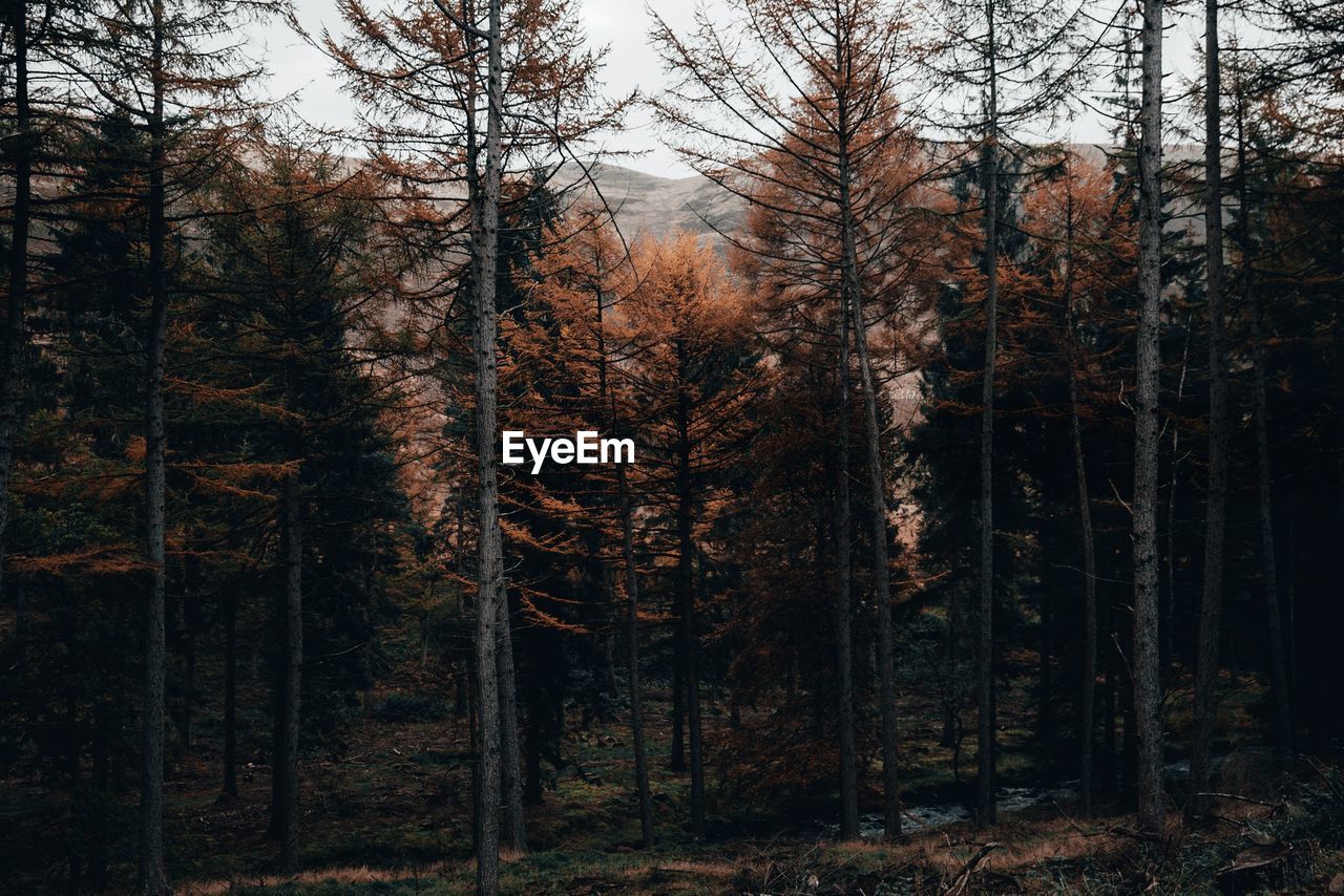 Trees in forest against sky