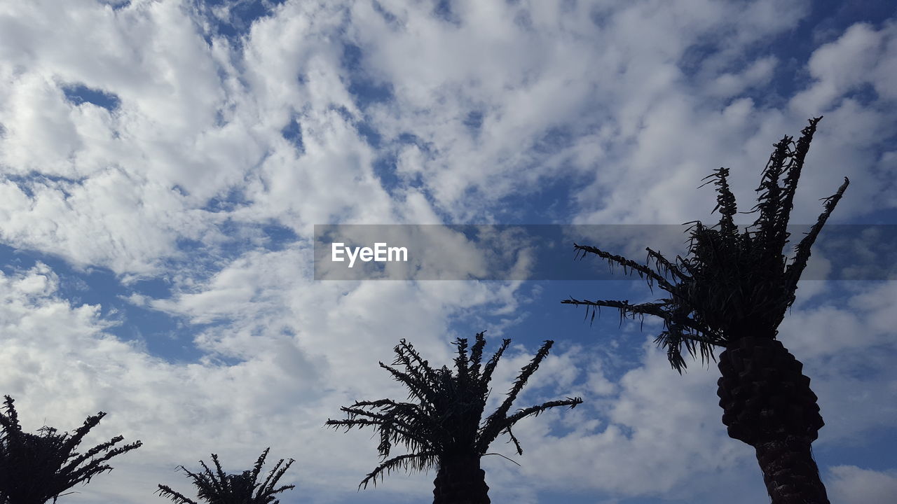 LOW ANGLE VIEW OF TREES AGAINST SKY