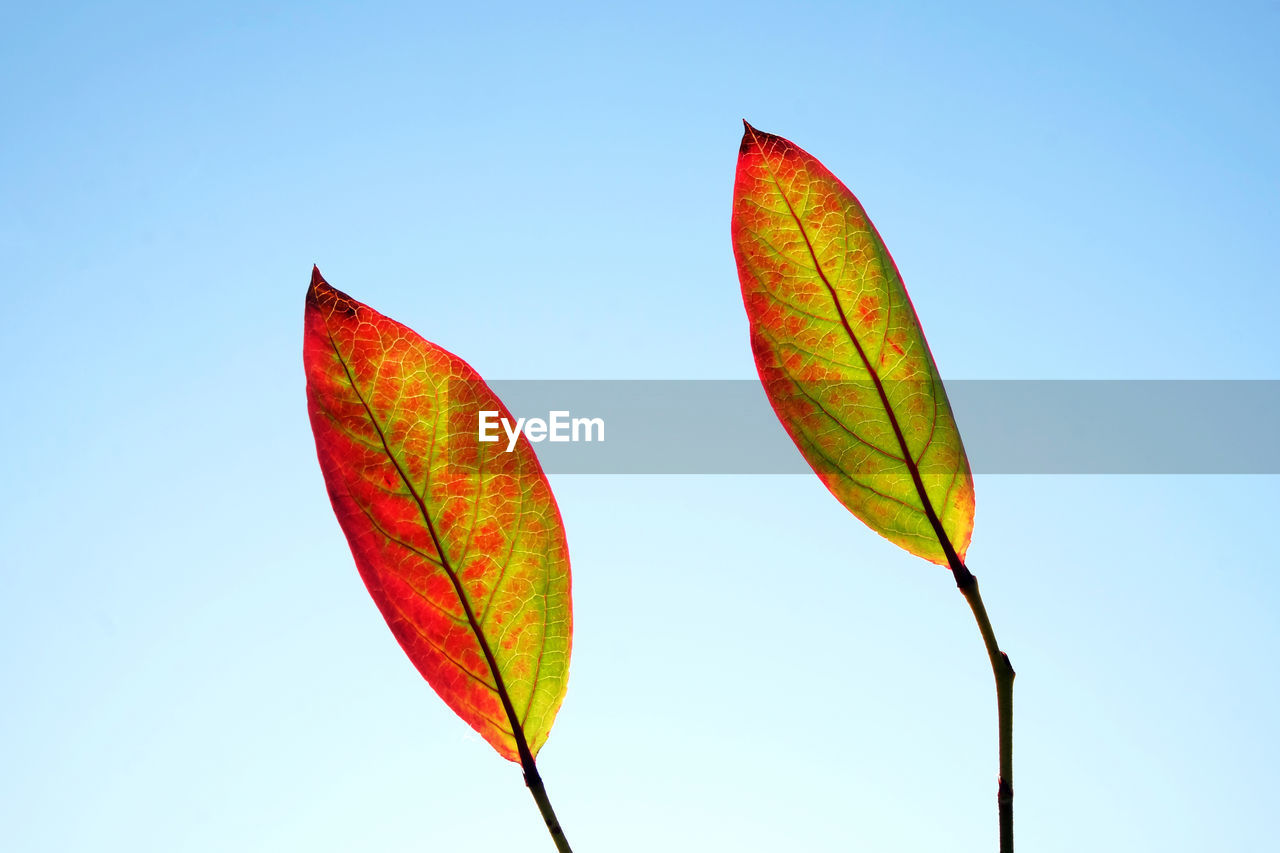 LOW ANGLE VIEW OF LEAF AGAINST SKY