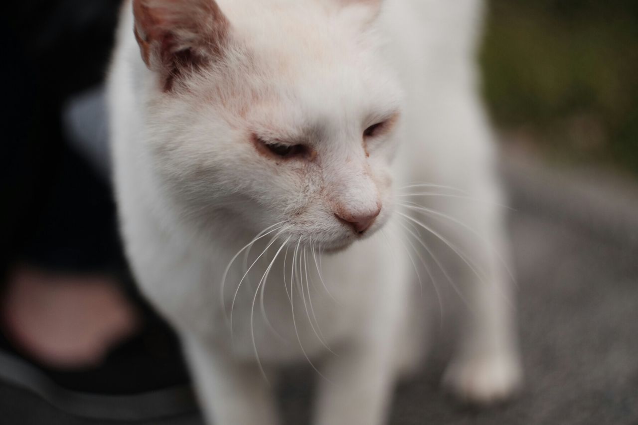 Close-up of white cat